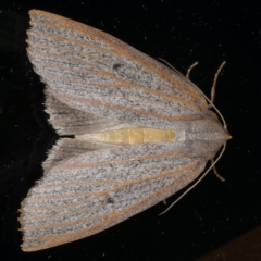 Paralaea porphyrinaria (Chestnut Vein Crest Moth) at Ainslie, ACT - 23 Apr 2020 by jbromilow50