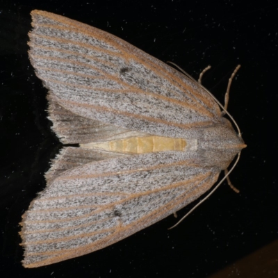 Paralaea porphyrinaria (Chestnut Vein Crest Moth) at Ainslie, ACT - 24 Apr 2020 by jb2602