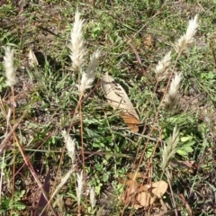 Enneapogon nigricans (Nine-awn Grass, Bottlewashers) at Reid, ACT - 23 Apr 2020 by JanetRussell