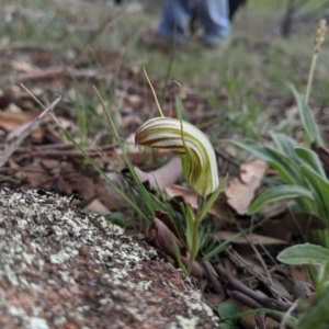 Diplodium truncatum at Dunlop, ACT - suppressed