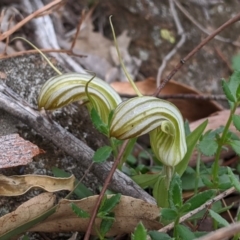 Diplodium truncatum at Dunlop, ACT - suppressed