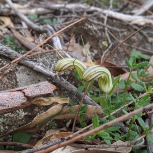 Diplodium truncatum at Dunlop, ACT - suppressed