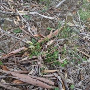 Diplodium truncatum at Dunlop, ACT - suppressed