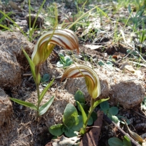 Diplodium truncatum at Hall, ACT - 25 Apr 2020