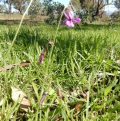 Arthropodium fimbriatum (Nodding Chocolate Lily) at Hall, ACT - 19 Apr 2020 by Rosie