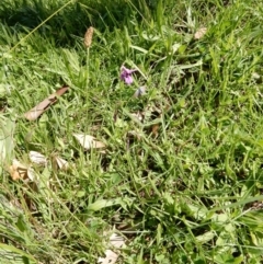 Arthropodium fimbriatum at Hall, ACT - 19 Apr 2020