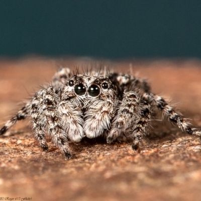 Clynotis severus (Stern Jumping Spider) at Macgregor, ACT - 25 Apr 2020 by Roger