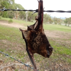 Vespertilionidae (family) at Hall, ACT - 9 Apr 2020