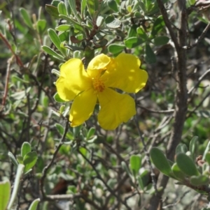 Hibbertia obtusifolia at Dunlop, ACT - 25 Apr 2020