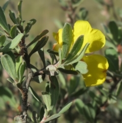 Hibbertia obtusifolia at Dunlop, ACT - 25 Apr 2020 03:51 PM