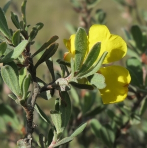 Hibbertia obtusifolia at Dunlop, ACT - 25 Apr 2020