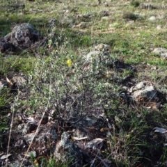 Hibbertia obtusifolia at Dunlop, ACT - 25 Apr 2020