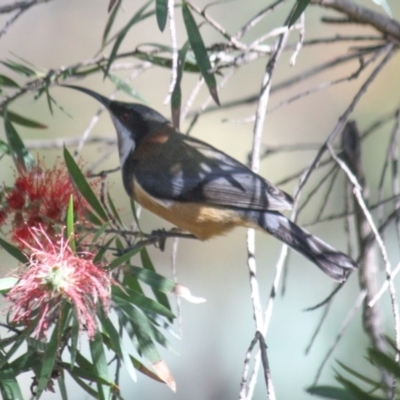 Acanthorhynchus tenuirostris (Eastern Spinebill) at Yarralumla, ACT - 24 Apr 2020 by Ratcliffe