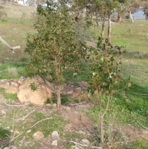 Brachychiton populneus subsp. populneus at Dunlop, ACT - 25 Apr 2020