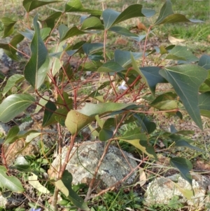 Brachychiton populneus subsp. populneus at Dunlop, ACT - 25 Apr 2020