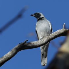 Coracina novaehollandiae (Black-faced Cuckooshrike) at Majura, ACT - 24 Apr 2020 by jb2602