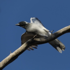 Coracina novaehollandiae at Majura, ACT - 24 Apr 2020