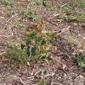 Brachychiton populneus subsp. populneus at Dunlop, ACT - 25 Apr 2020