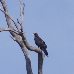 Aquila audax (Wedge-tailed Eagle) at Black Range, NSW - 25 Apr 2020 by MatthewHiggins