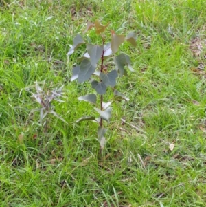 Brachychiton populneus subsp. populneus at Dunlop, ACT - 25 Apr 2020