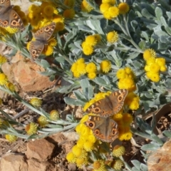 Junonia villida (Meadow Argus) at Black Range, NSW - 25 Apr 2020 by MatthewHiggins