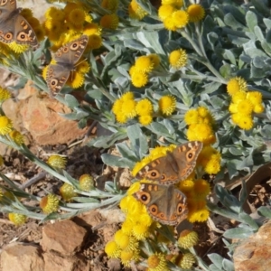 Junonia villida at Black Range, NSW - 25 Apr 2020