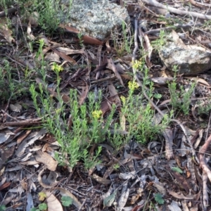 Pimelea curviflora at Dunlop, ACT - 25 Apr 2020