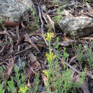 Pimelea curviflora at Dunlop, ACT - 25 Apr 2020 03:53 PM