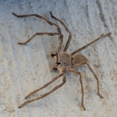 Isopeda sp. (genus) (Huntsman Spider) at QPRC LGA - 25 Apr 2020 by WHall