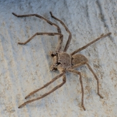 Isopeda (genus) (Huntsman Spider) at Googong, NSW - 25 Apr 2020 by WHall