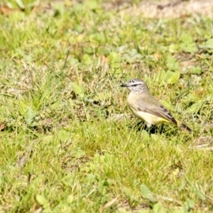 Acanthiza chrysorrhoa at Penrose - 25 Apr 2020