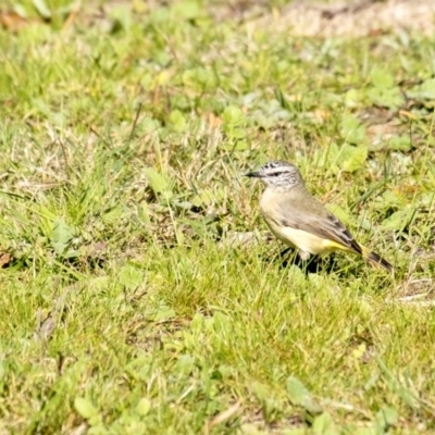 Acanthiza chrysorrhoa (Yellow-rumped Thornbill) at Wingecarribee Local Government Area - 25 Apr 2020 by Aussiegall