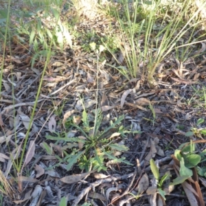 Diplotaxis muralis at Farrer, ACT - 25 Apr 2020