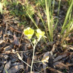 Diplotaxis muralis at Farrer, ACT - 25 Apr 2020