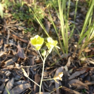 Diplotaxis muralis at Farrer, ACT - 25 Apr 2020