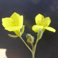 Diplotaxis muralis at Farrer, ACT - 25 Apr 2020