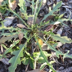 Diplotaxis muralis at Farrer, ACT - 25 Apr 2020