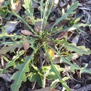 Diplotaxis muralis at Farrer, ACT - 25 Apr 2020