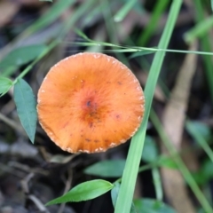 Leratiomyces ceres (Red Woodchip Fungus) at Quaama, NSW - 25 Apr 2020 by FionaG
