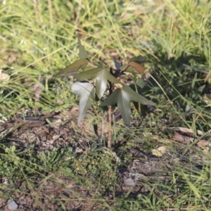Brachychiton populneus subsp. populneus at Weetangera, ACT - 24 Apr 2020