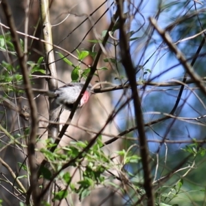 Petroica rosea at Quaama, NSW - 25 Apr 2020