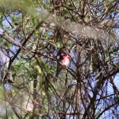 Petroica rosea at Quaama, NSW - 25 Apr 2020
