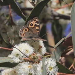 Junonia villida (Meadow Argus) at Dunlop, ACT - 24 Apr 2020 by AlisonMilton