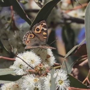 Junonia villida at Dunlop, ACT - 24 Apr 2020