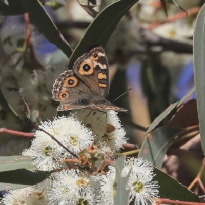 Junonia villida (Meadow Argus) at The Pinnacle - 24 Apr 2020 by AlisonMilton