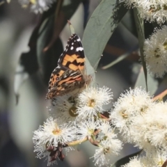 Vanessa kershawi (Australian Painted Lady) at Dunlop, ACT - 23 Apr 2020 by AlisonMilton