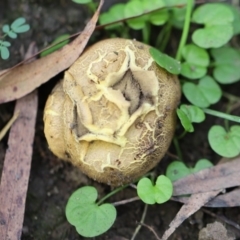 Scleroderma sp. (Scleroderma) at Biamanga National Park - 25 Apr 2020 by FionaG