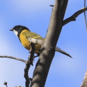 Pachycephala pectoralis at Dunlop, ACT - 24 Apr 2020