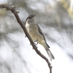 Pachycephala pectoralis at Dunlop, ACT - 24 Apr 2020