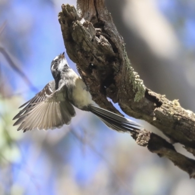 Rhipidura albiscapa (Grey Fantail) at Dunlop, ACT - 24 Apr 2020 by Alison Milton